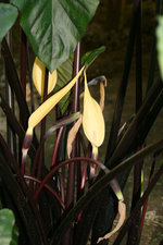 vignette Colocasia - fleurs