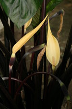 vignette fleurs de colocasia