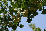 vignette Ginkgo biloba, fruits