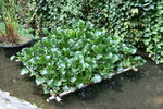 vignette Jacinthe d'eau, Eichhornia crassipes
