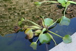 vignette Jacinthe d'eau, Eichhornia crassipes