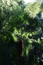 vignette alle des palmiers, trachycarpus