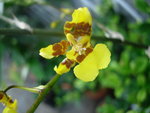 vignette Orchidée pluie d'or