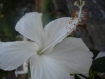 vignette Hibiscus blanc