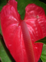vignette Anthurium rouge