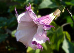 vignette Datura double mauve