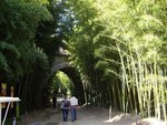 vignette l'entre : un couloir de bambous