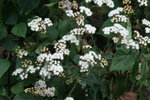 vignette eupatorium adenophorum syn. ageratina adenophora