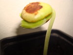vignette semis de tamarindus indica (tamarin) (pour la tache marron c'est juste que j'ai un peu trop lim la graine)