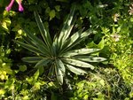 vignette yucca gloriosa variegata