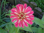 vignette Zinnia