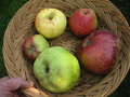 vignette Les Pommes de Jeanne LE GARS - Pomme 'Pape'  (Grosse pomme verte)