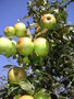 vignette Grosse pomme verte Jeanne LE GARS - Pomme 'Pape'