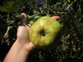 vignette Grosse pomme verte Jeanne LE GARS - Pomme 'Pape'