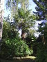 vignette Trachycarpus fortunei(environ 5 mtres)
