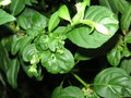 vignette Galle sur Fuchsia magellanica var. molinae