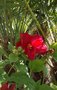 vignette hibiscus mochetos rouge