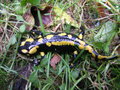 vignette Salamandra salamandra - Salamandre terrestre ou commune