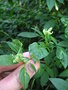 vignette Galle sur Fuchsia magellanica var. molinae