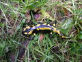 vignette Salamandra salamandra - Salamandre terrestre ou commune