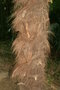 vignette fibre de trachycarpus