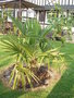 vignette Trachycarpus fortuneï