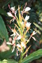 vignette Hedychium spicatum (la fleur)