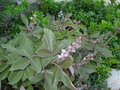vignette Vitex Trifolia Purpurea