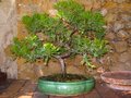 vignette Juniperus formosanum