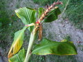 vignette Hedychium densiflorum 'Stephen'