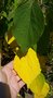 vignette Mallotus japonicus / Euphorbiaceae / Japon
