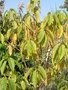 vignette Prunus maackii 'Amber Beauty'