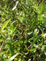 vignette Salix tortuosa 'Chocolate' - Saule tortueux