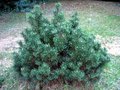 vignette Pinus uncinata(ou mugo subsp.uncinata)