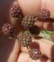 vignette Eryngium pandanifolium