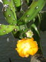 vignette Opuntia viridirubra en fleur