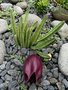 vignette Stapelia leendertziae