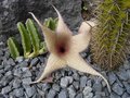 vignette Stapelia gigantea