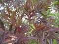 vignette Fraxinus oxycarpa - Frêne oxyphylle