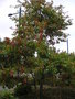 vignette Quercus palustris - Chêne des marais