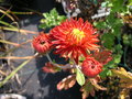 vignette Chrysanthemum 'Apollo'