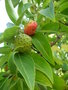 vignette Cornus capitata