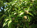 vignette Cornus capitata