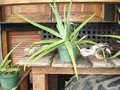 vignette Aloe vera et chats