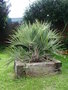 vignette butia capitata set 08