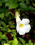 vignette Thunbergia erecta blanc