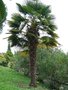 vignette Trachycarpus wagnerianus