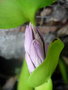 vignette Eichhornia crassipes