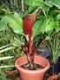 vignette ensete ventricosum maureeli