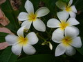 vignette plumeria